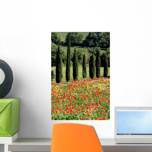 Cypress, Field of Poppies, Tuscany, Italy Wall Mural