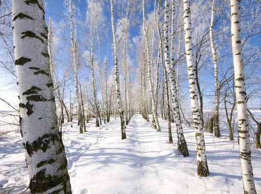 Frozen Birch Alley Winter Wall Decal Design 2