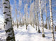 Frozen Birch Alley Winter Wall Decal Design 2