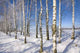 Frozen Birch Alley Winter Wall Decal Design 1