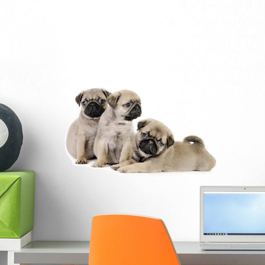 Three Pug Puppies Wall Decal