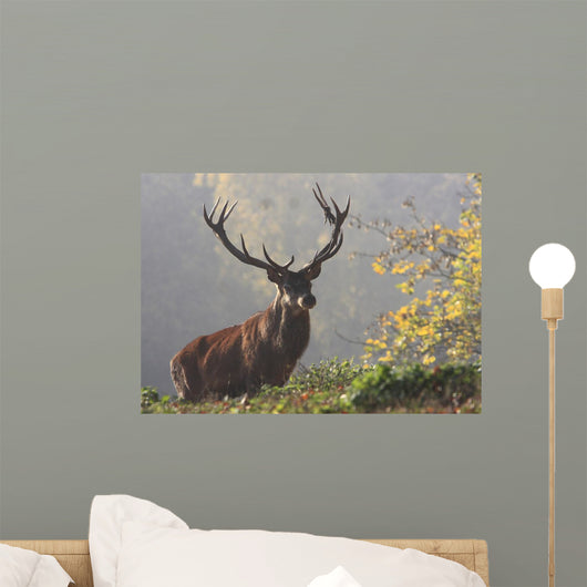 Red deer Wall Mural