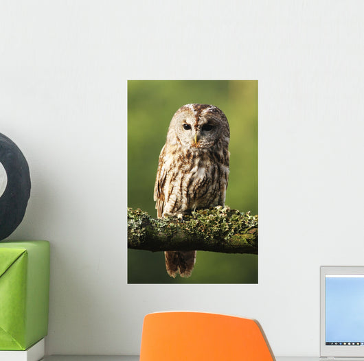 Eurasian Tawny Owl 2 Wall Mural