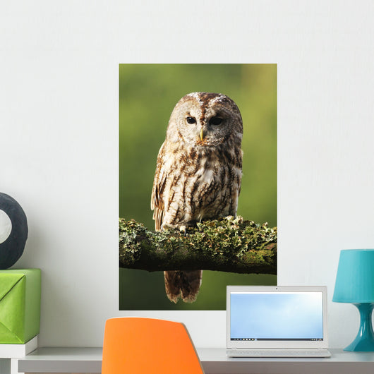Eurasian Tawny Owl 2 Wall Mural