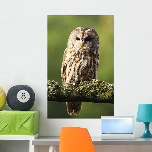 Eurasian Tawny Owl 2 Wall Mural