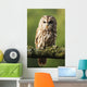 Eurasian Tawny Owl 2 Wall Mural