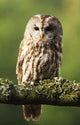 Eurasian Tawny Owl 2 Wall Mural