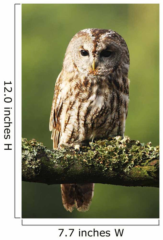 Eurasian Tawny Owl 2 Wall Mural