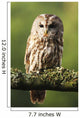 Eurasian Tawny Owl 2 Wall Mural