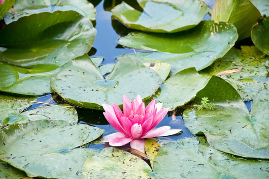 Gardens of Claude Monet in Giverny France Wall Mural