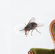 Common House Fly Macro Wall Decal