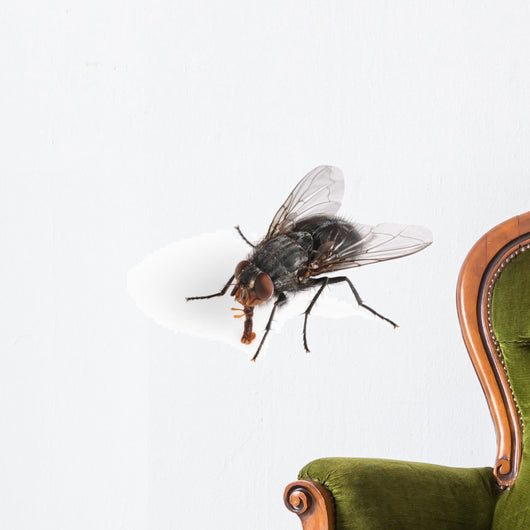 Common House Fly Macro Wall Decal