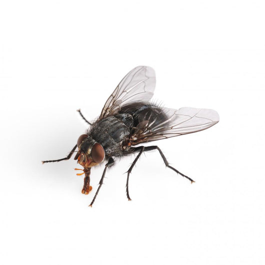 Common House Fly Macro Wall Decal