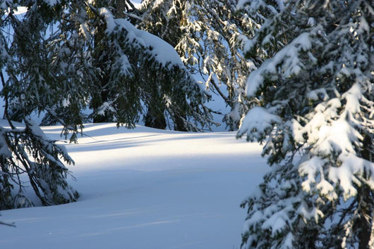 Winter Trees Wall Mural