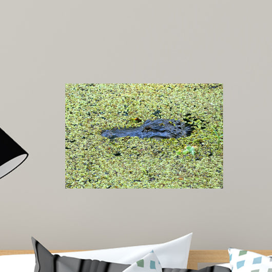Portrait of Alligator floating in a swamp Wall Mural