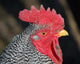 Rooster Wall Mural