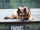 German Shepherd on Dock Wall Mural