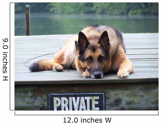 German Shepherd on Dock Wall Mural