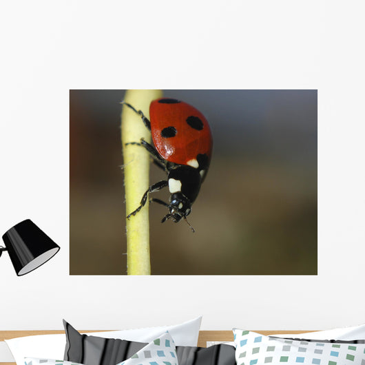 Ladybug Wall Mural