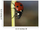 Ladybug Wall Mural