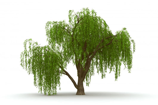 3d Green Tree Weeping Willow Isolate Wall Decal