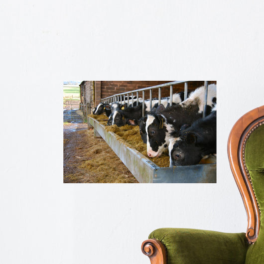 Cows feeding from a trough of hay Wall Mural