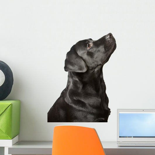 Black Labrador Looks Upwards Wall Decal
