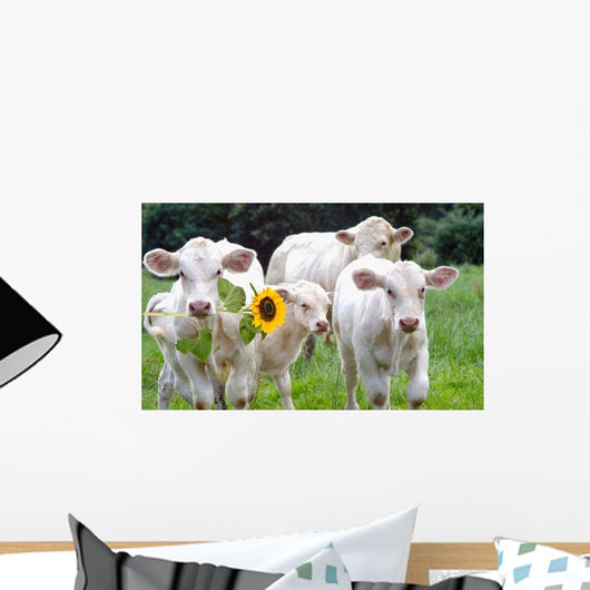 White Dairy Cows Wall Decal