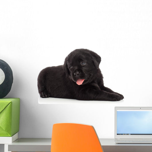 Labrador puppy, isolated on white Wall Decal