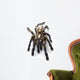 Sapphire Ornamental Tarantula Wall Decal