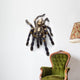 Sapphire Ornamental Tarantula Wall Decal
