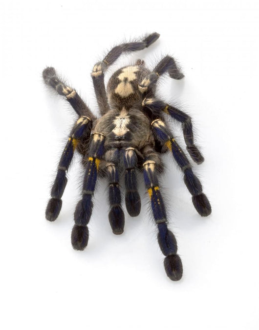 Sapphire Ornamental Tarantula Wall Decal