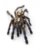 Sapphire Ornamental Tarantula Wall Decal