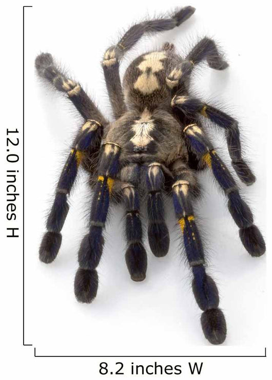 Sapphire Ornamental Tarantula Wall Decal