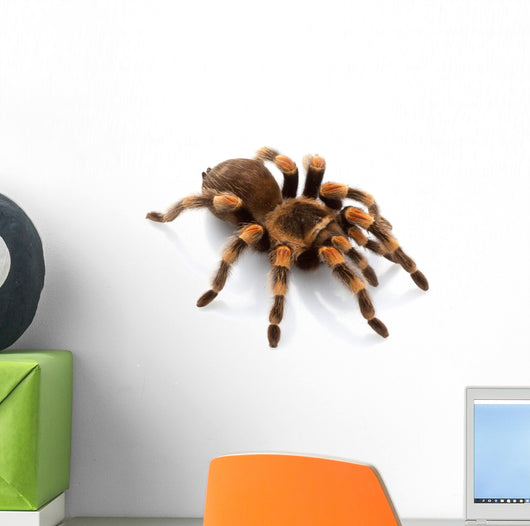Mexican Redknee Tarantula Wall Decal