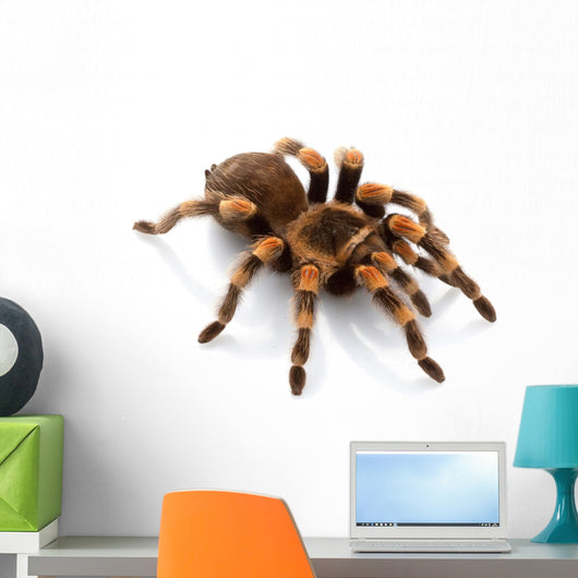 Mexican Redknee Tarantula Wall Decal