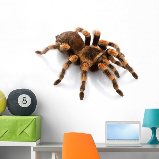 Mexican Redknee Tarantula Wall Decal