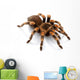 Mexican Redknee Tarantula Wall Decal