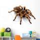 Mexican Redknee Tarantula Wall Decal