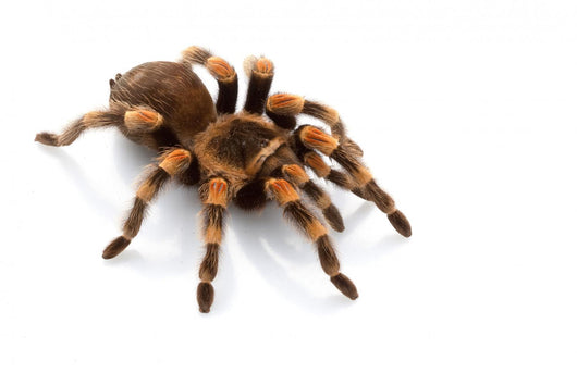 Mexican Redknee Tarantula Wall Decal