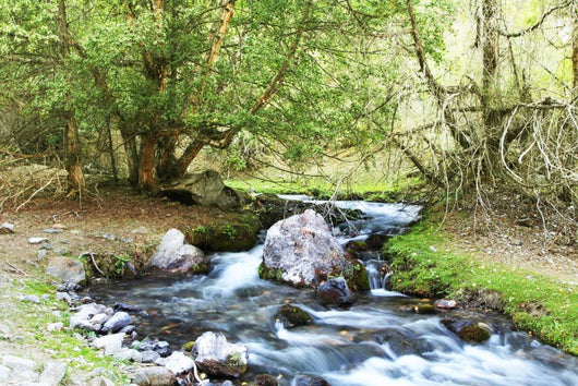 Creek Wall Mural