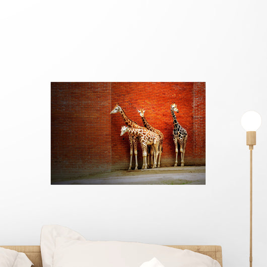 Four Giraffes Near the Wall Wall Mural