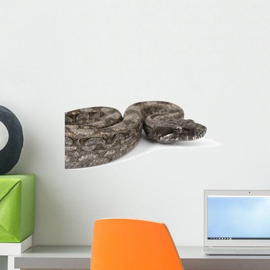 Argentine Boa Wall Decal