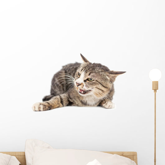 Cat portrait on a white background Wall Decal