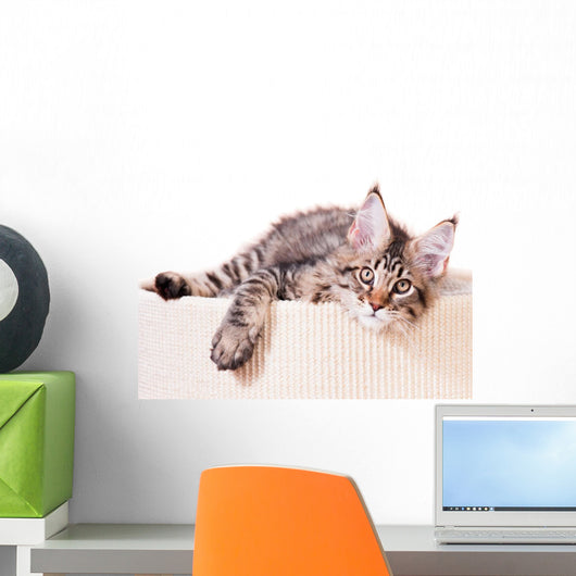 Portrait of domestic black tabby mackerel Maine Coon kitten - 3,5 months old. Cat isolated on white background. Wall Decal