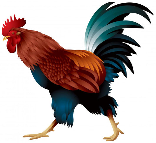 Rooster, the symbol of the Chinese New Year 2017 realistic color vector illustration  Wall Decal