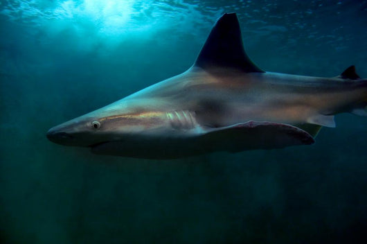 Requin Wall Mural