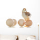 pretty cute chick with eggs Wall Decal