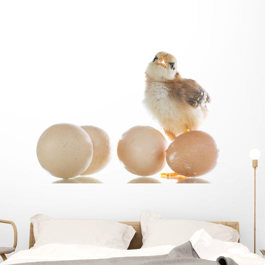 pretty cute chick with eggs Wall Decal