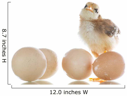 pretty cute chick with eggs Wall Decal